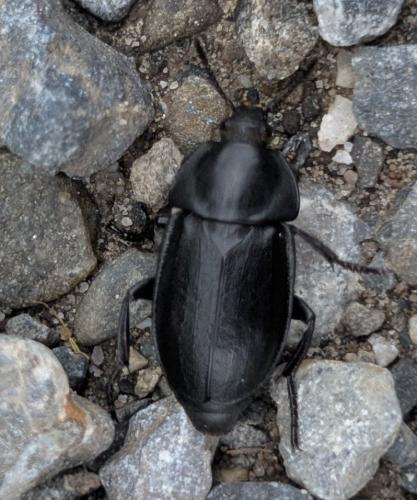 Réf. 360 067 : Silpha sp.